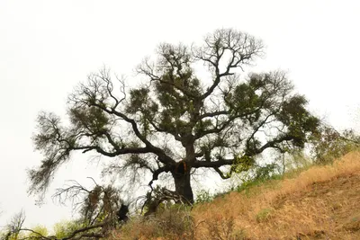 DSC_6260 (Large).JPG